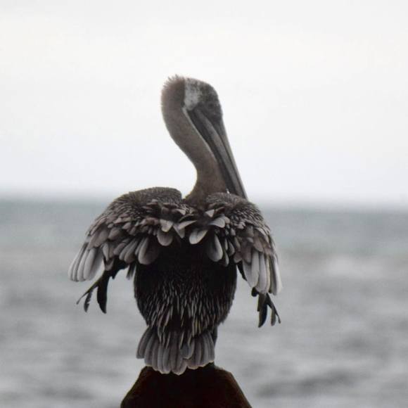 Meet your Posher, Sonja - Picture 1 of 1